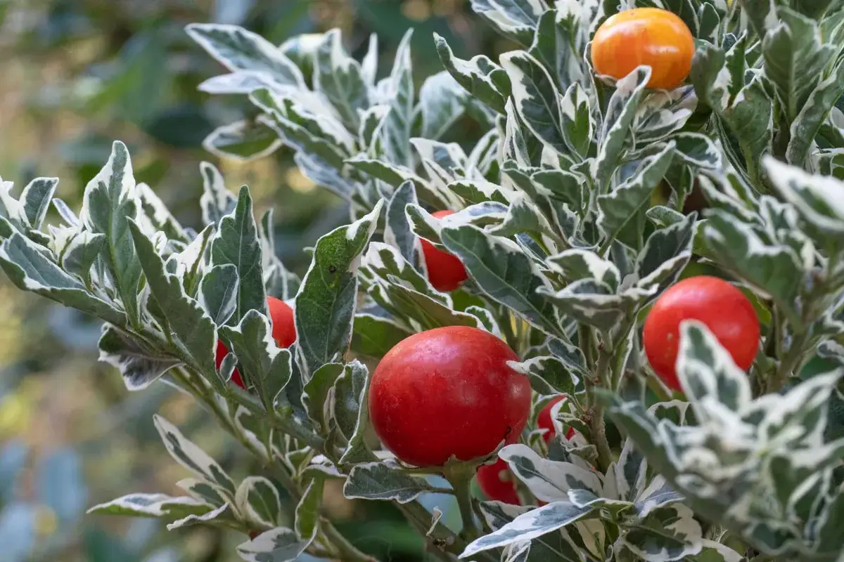 Pommier d'amour : entretien facile pour des fruits rouges et oranges &eacute;clatants sur un feuillage panach&eacute;.