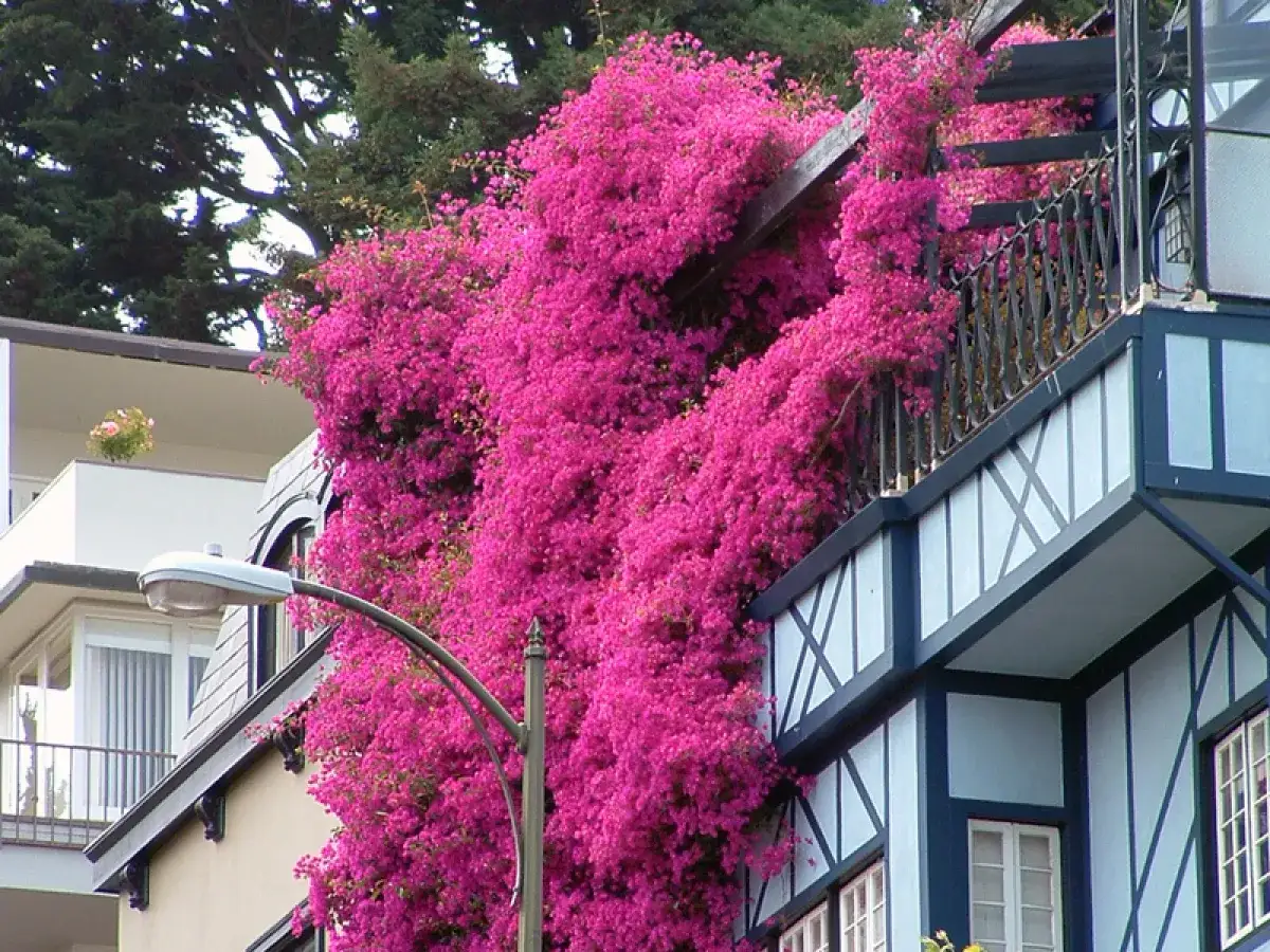 Magnifique bougainvillier en pleine floraison, cascade rose vibrante recouvrant une partie d'une maison à l'architecture distinctive.