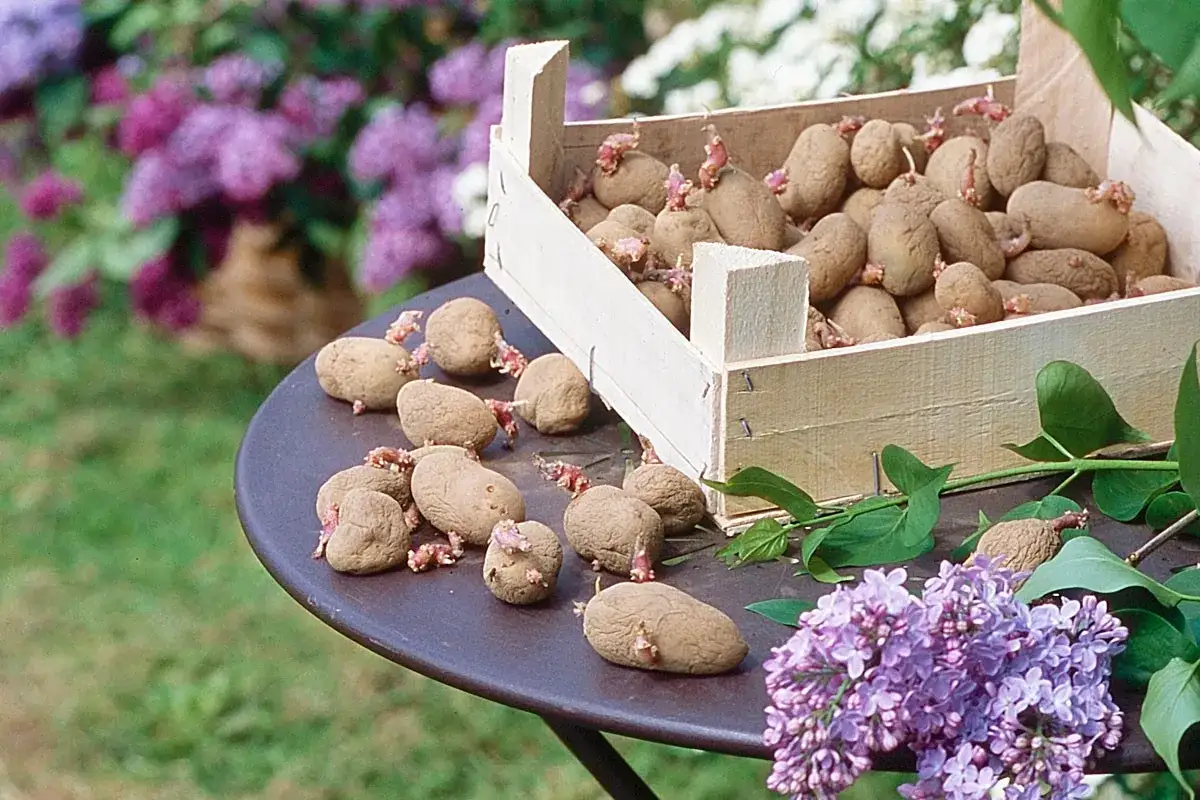 Une caisse en bois déborde de pommes de terre germées, certaines posées sur une table avec des fleurs de lilas. Une belle variété de pomme de terre prête à être plantée.