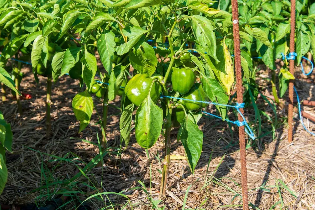 Gros poivrons verts mûrs sur une plante dans une plantation de poivrons. Les tiges sont soutenues par des piquets et des liens bleus.