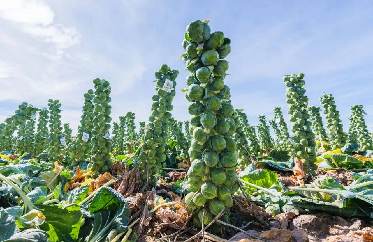 Champ de plantation de choux de Bruxelles, les tiges chargées de petits choux verts sous un ciel bleu.