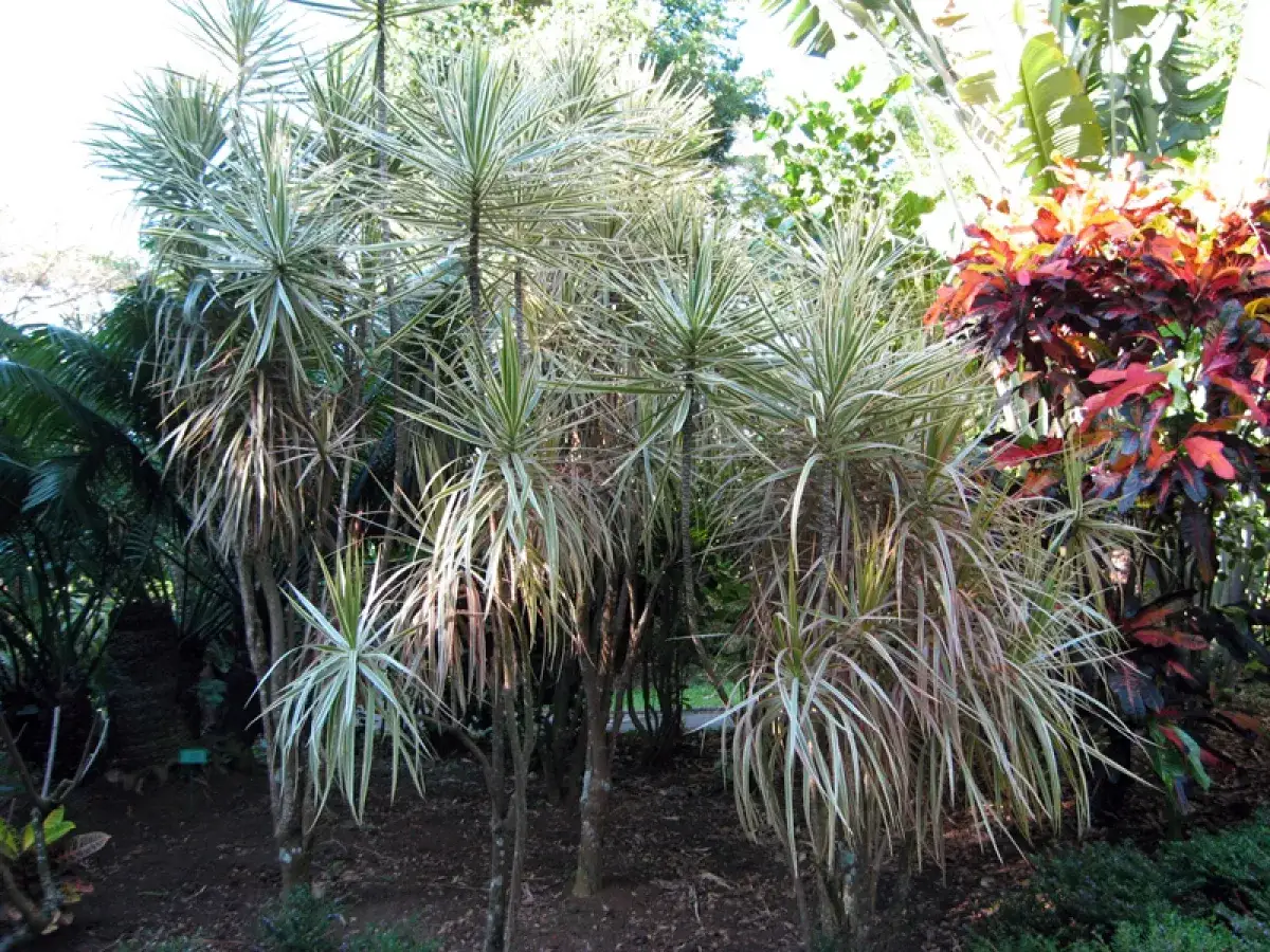 Un groupe de dracaena marginata extérieur, avec leurs feuilles élancées et panachées, se dresse fièrement dans un jardin luxuriant, entouré d'autres plantes tropicales aux couleurs vives.