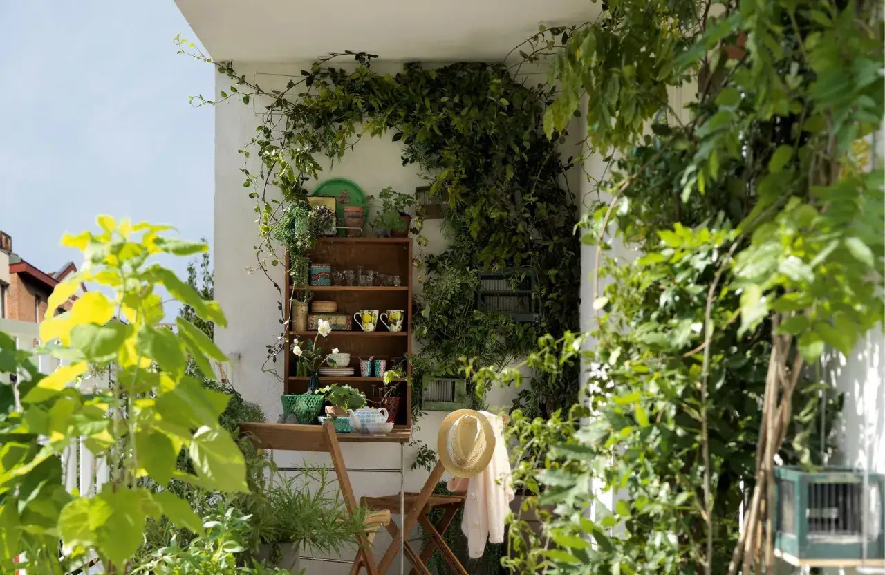 Un balcon luxuriant avec une &eacute;tag&egrave;re en bois remplie de vaisselle et de plantes. Des vignes grimpantes cr&eacute;ent un mur v&eacute;g&eacute;tal, offrant un espace vert toute l'ann&eacute;e.