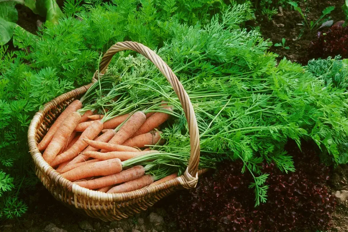 Panier rempli de carottes fraîchement récoltées, leurs fanes vertes luxuriantes débordant sur le sol. Ces semis carottes promettent une belle récolte.