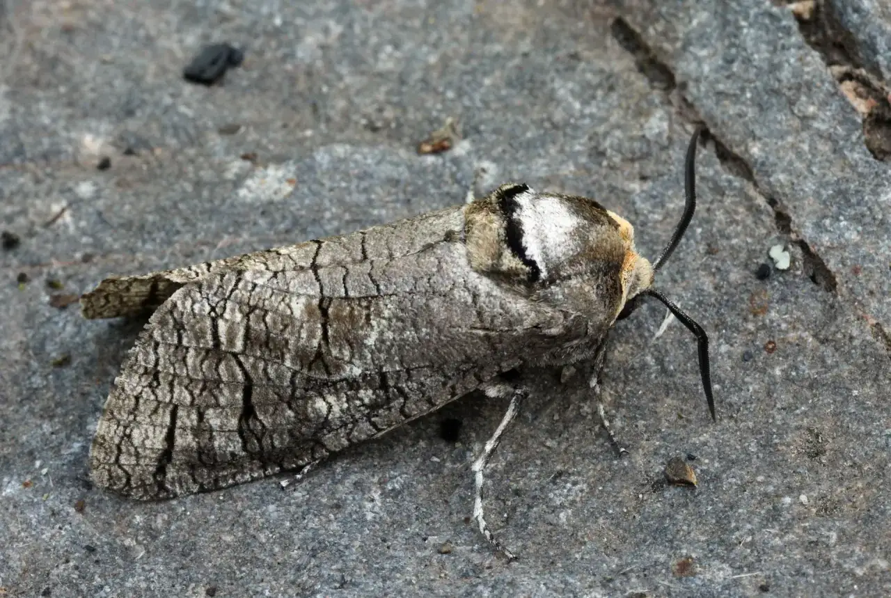 Un papillon cossus, aux ailes craquel&eacute;es comme du bois, se tient sur une pierre. Son camouflage le prot&egrave;ge du danger.