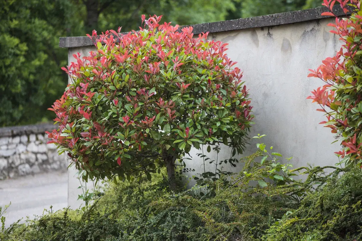Un arbuste de photinia, taill&eacute; en boule, arbore des feuilles vertes et rouges vives contre un mur de pierre.