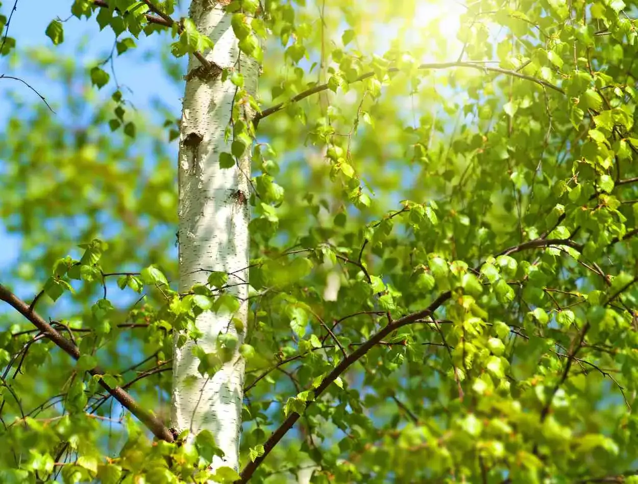 Le tronc blanc d'un bouleau se dresse fi&egrave;rement, ses feuilles vertes dansant sous le soleil. La taille du bouleau est impressionnante.