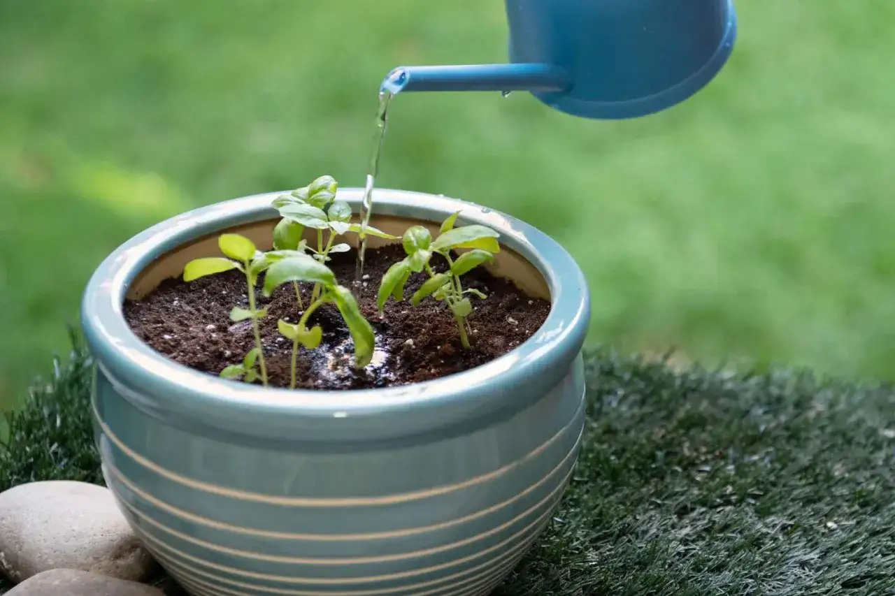Arrosage basilic : de jeunes pousses de basilic dans un pot bleu reçoivent de l'eau d'un arrosoir bleu.
