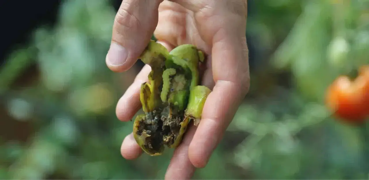 Main d'un jardinier tenant une tomate ab&icirc;m&eacute;e par la noctuelle de la tomate. Traitement n&eacute;cessaire pour sauver les cultures.