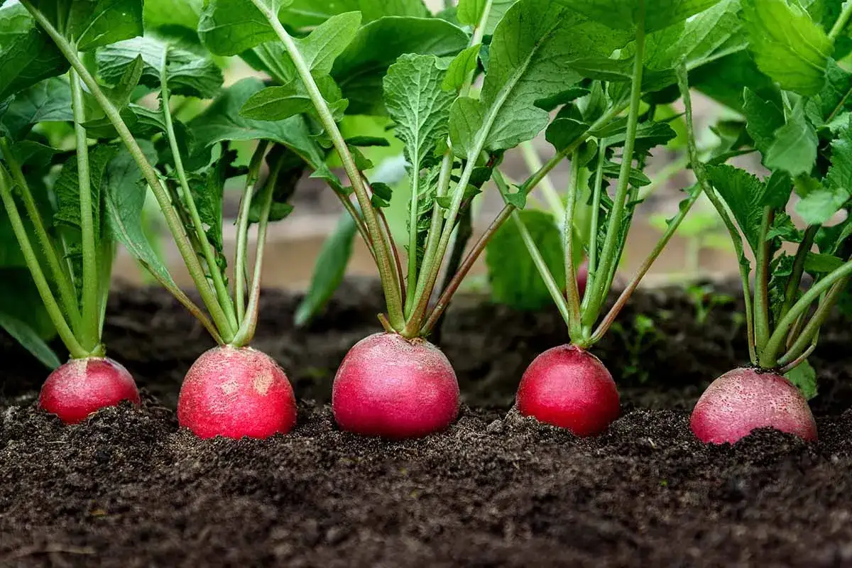 Des radis rouges et ronds poussent dans la terre. Il est temps de semer radis pour une récolte fraîche.