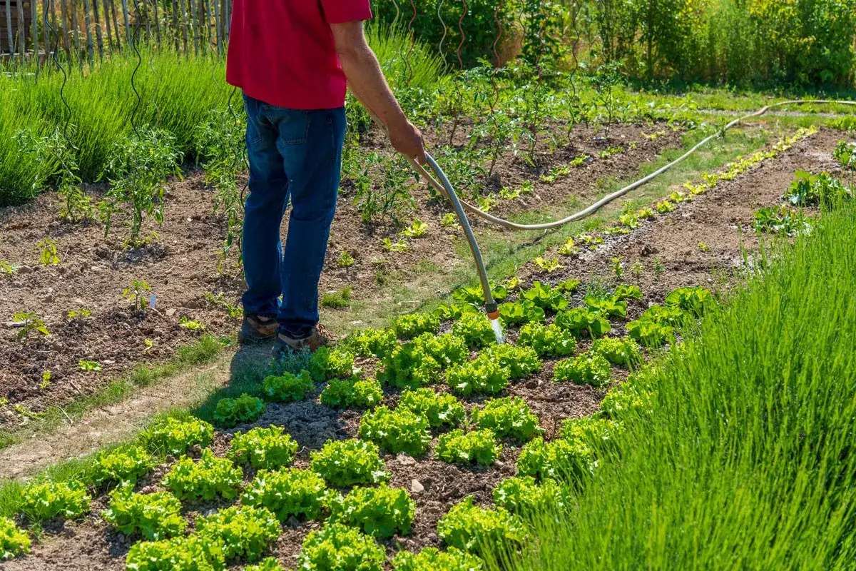 Un homme arrose un potager sans entretien, rempli de laitues et d'herbes hautes. L'eau coule sur les rangs de légumes verts.