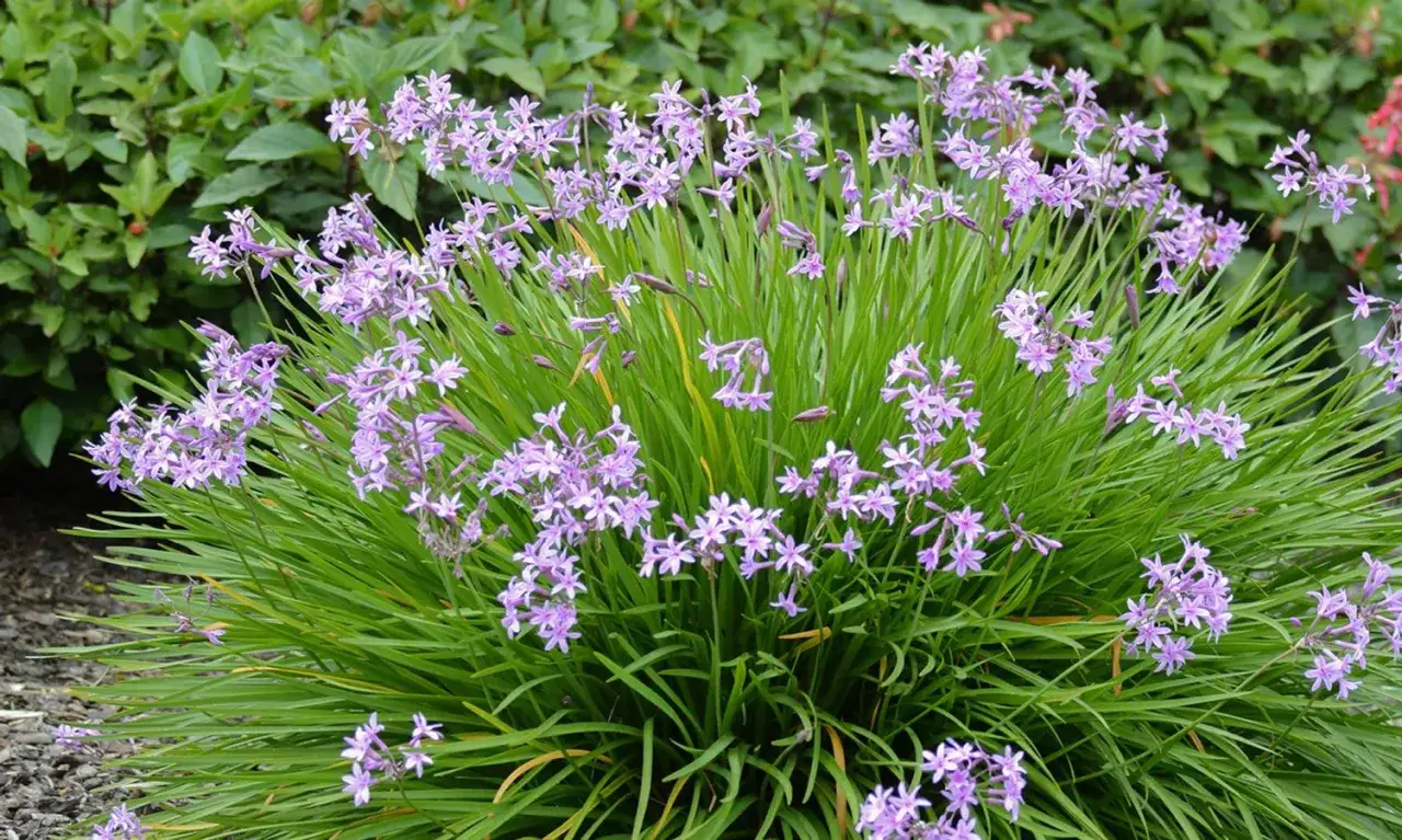 Un buisson dense d'ail d'ornement aux fleurs violettes délicates et aux feuilles vertes élancées, créant un tapis floral léger.