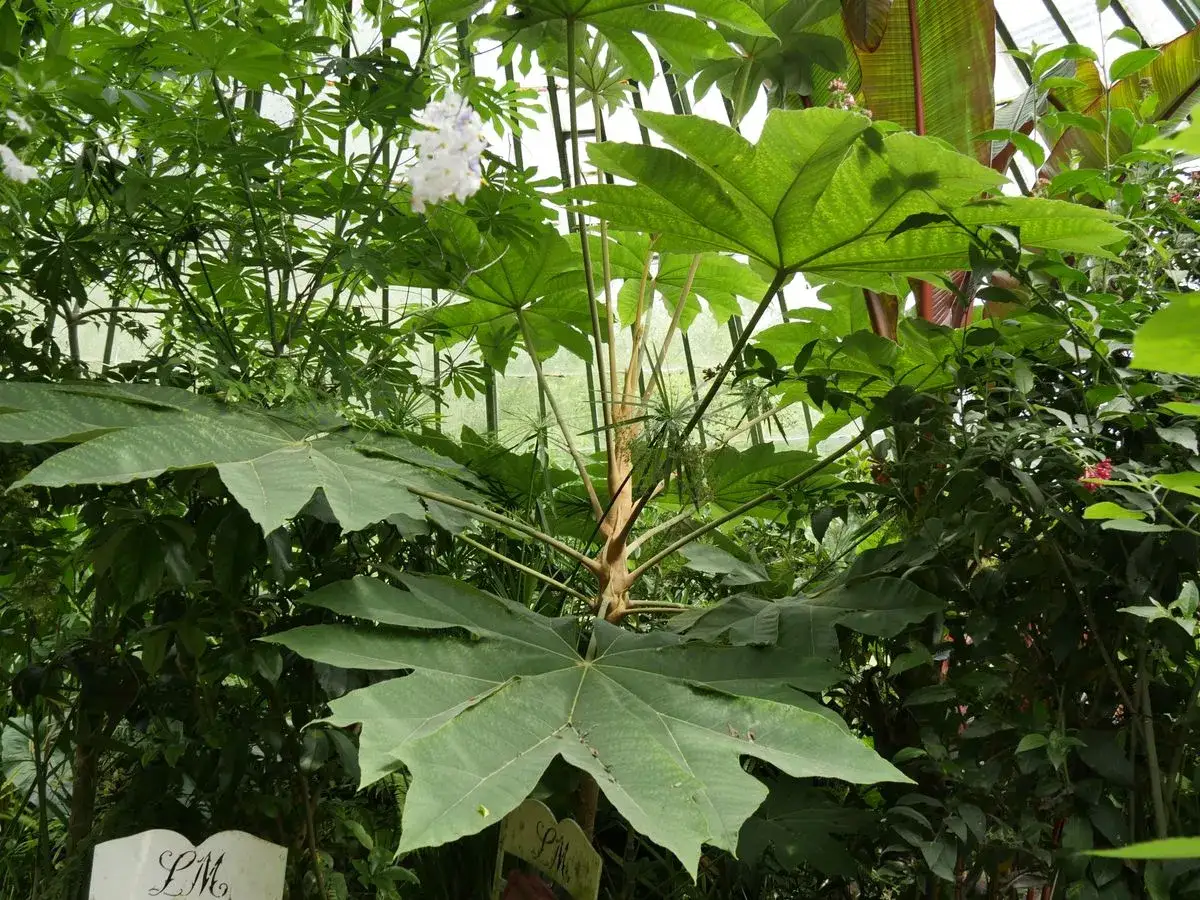 Plante à grosse feuille extérieure, ses larges feuilles vertes dominent la scène, créant un paysage luxuriant.