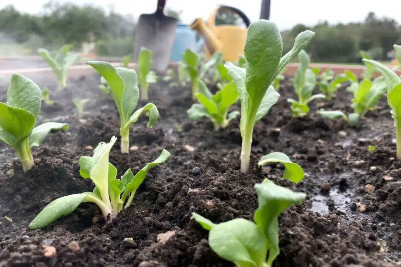Jeunes pousses de navets dans un potager, prêtes à grandir. La terre est humide, signe qu'il est temps de semer des navets.
