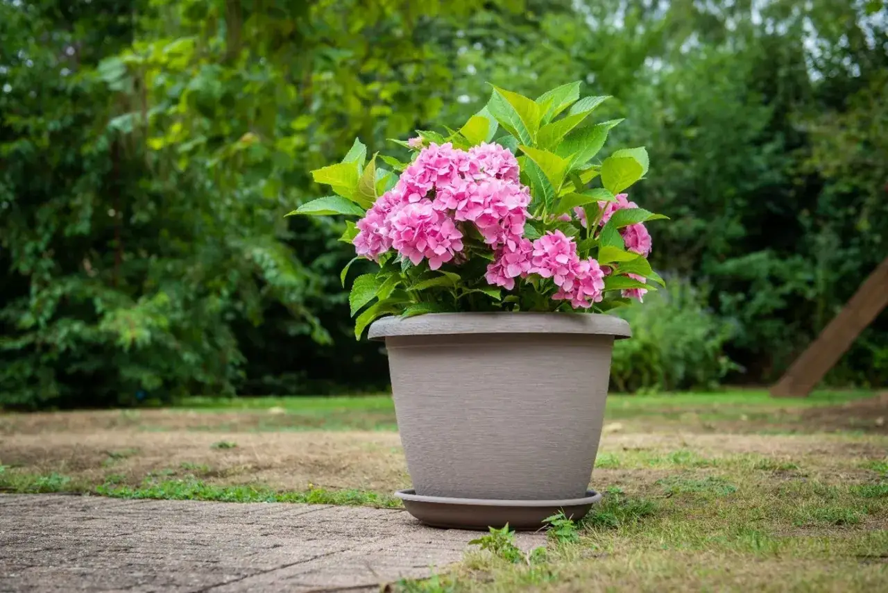 Un magnifique hortensia en pot extérieur, aux fleurs roses éclatantes, trône sur une terrasse en pierre, entouré de verdure.
