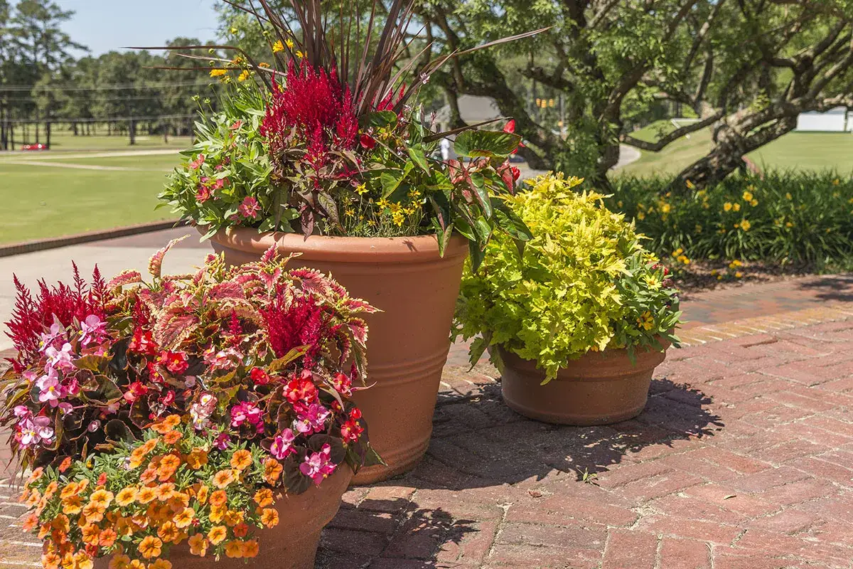 Trois pots de fleurs colorés, parfaits pour créer un jardin de pots, débordent de fleurs rouges, roses et oranges sur un sol pavé.