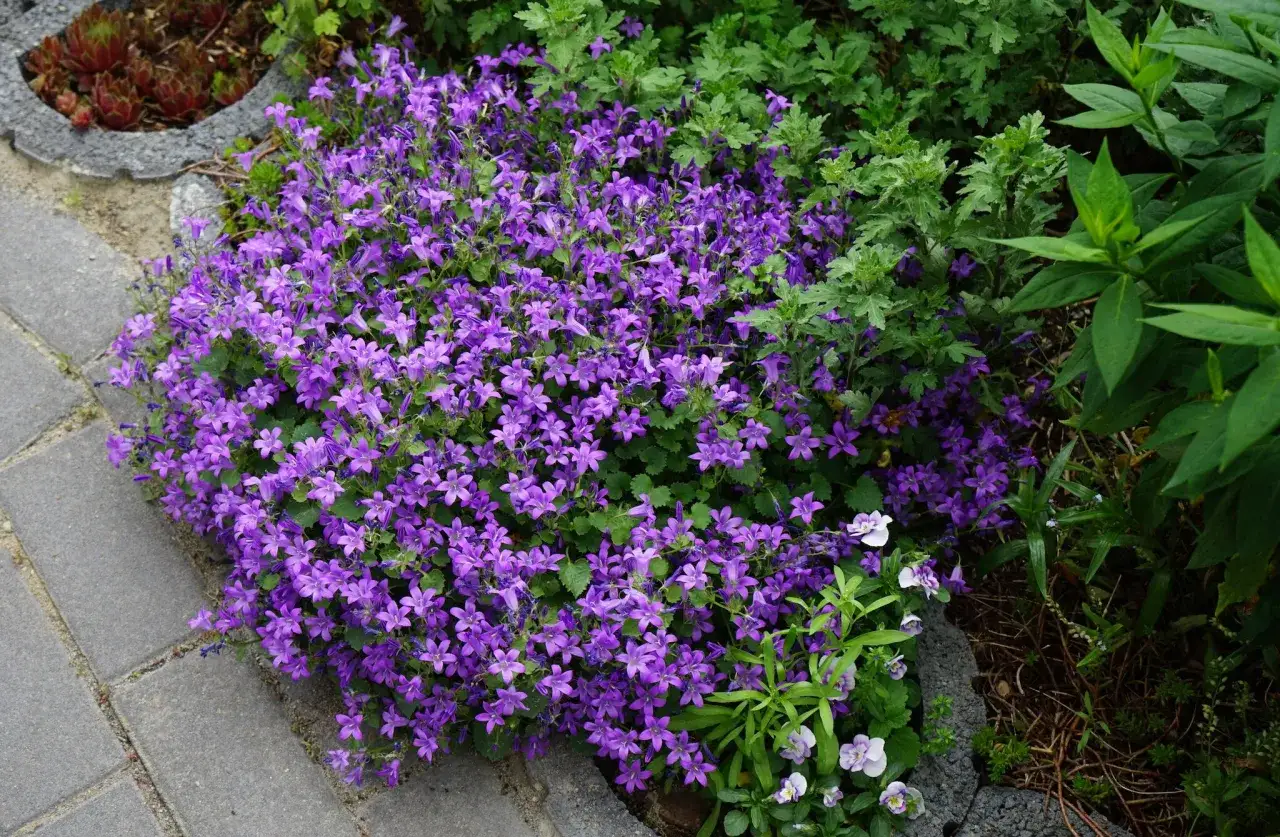Un tapis de campanule vivace couvre-sol aux fleurs violettes éclate près d'un chemin pavé, contrastant avec le feuillage vert luxuriant.