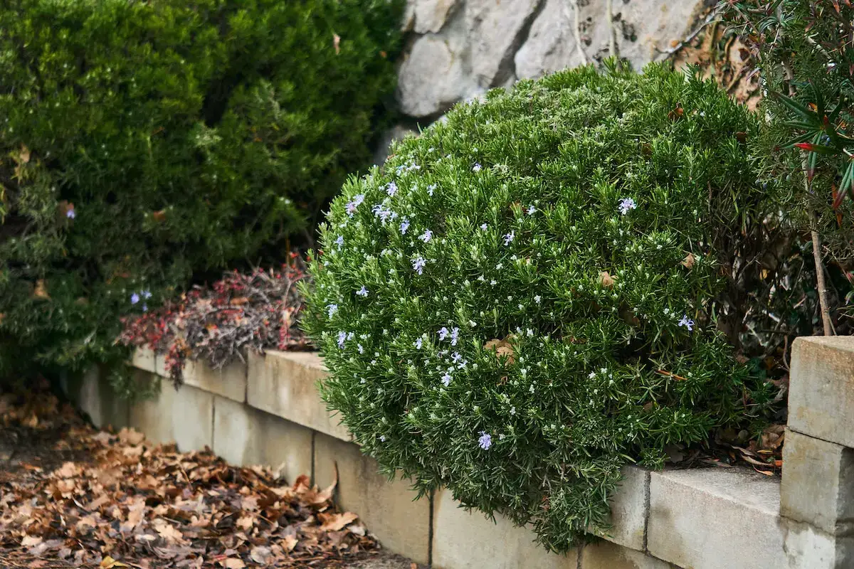 Gros buisson de romarin en fleurs bleues, bordant un muret en pierre. Le feuillage dense et parfumé est prêt pour la taille.