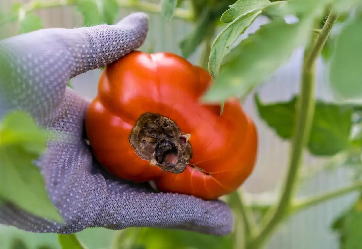 Main d'un jardinier en gant tenant une tomate rouge vif, mais le bas de la tomate présente une tache noire, signe d'une tomate cul noir.