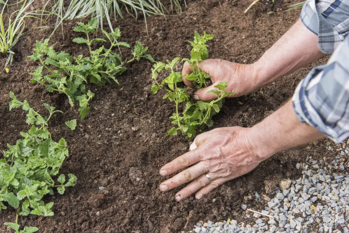 Mains plantant de la verveine citronnelle dans la terre. Les feuilles vertes et parfumées promettent de belles infusions.