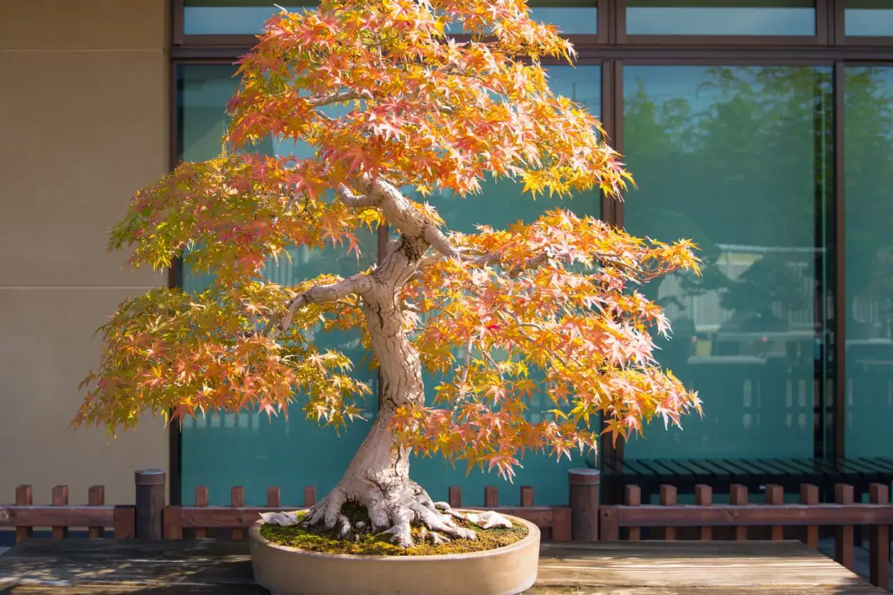 Magnifique érable du Japon en automne, aux feuilles flamboyantes. Un bel exemple d'entretien de bonsaï.