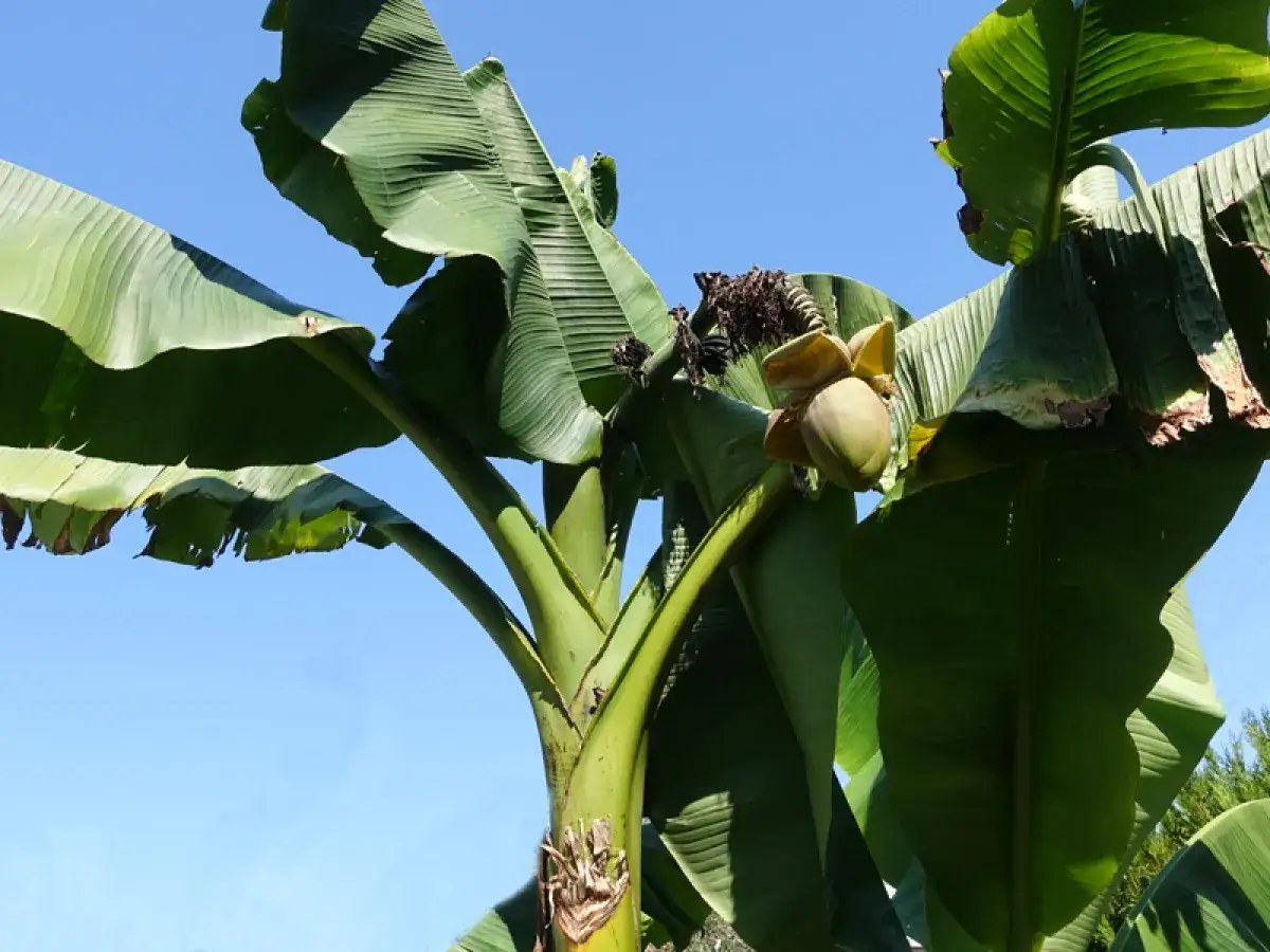 Gros bananier Musa basjoo avec de grandes feuilles vertes et un régime de bananes en formation sous un ciel bleu clair.