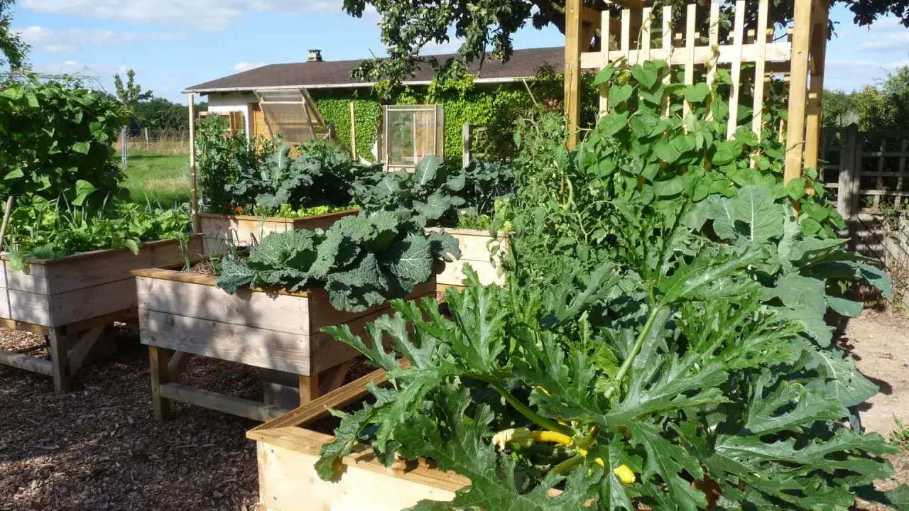 Un potager luxuriant avec des courgettes en premier plan. On se demande jusqu'à quand planter des courgettes pour profiter de ces légumes.