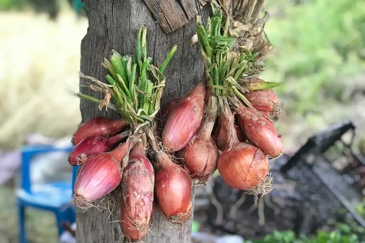 Des échalotes rouges, prêtes à être récoltées, pendent en bouquets sur un tronc d'arbre. Leurs fanes vertes et leurs racines sèches indiquent qu'il est temps de les arracher.