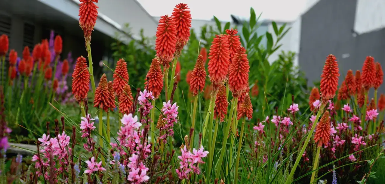 Des fleurs d'été résistant à la sécheresse aux teintes vives d'orange et de rose, épanouies dans un jardin moderne.