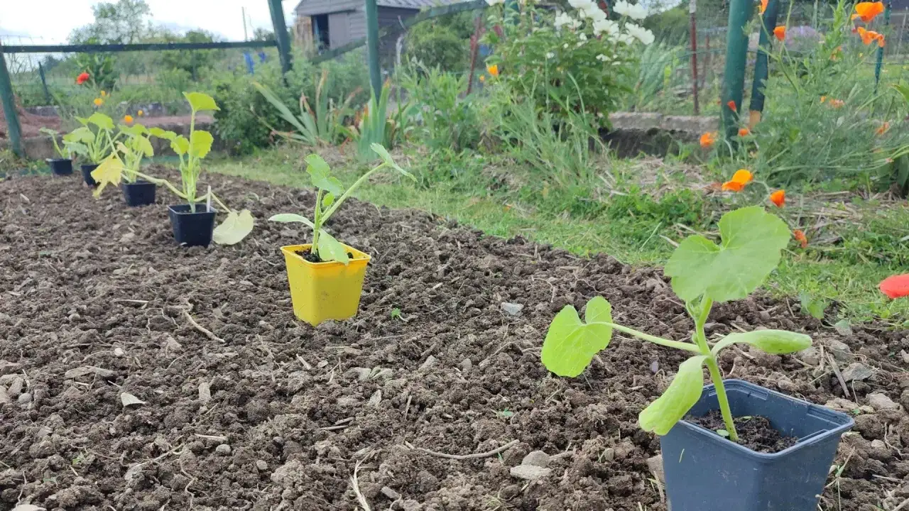 Jeunes plants de courgettes prêts à être plantés, avec un espacement courgettes soigneusement préparé dans le potager.