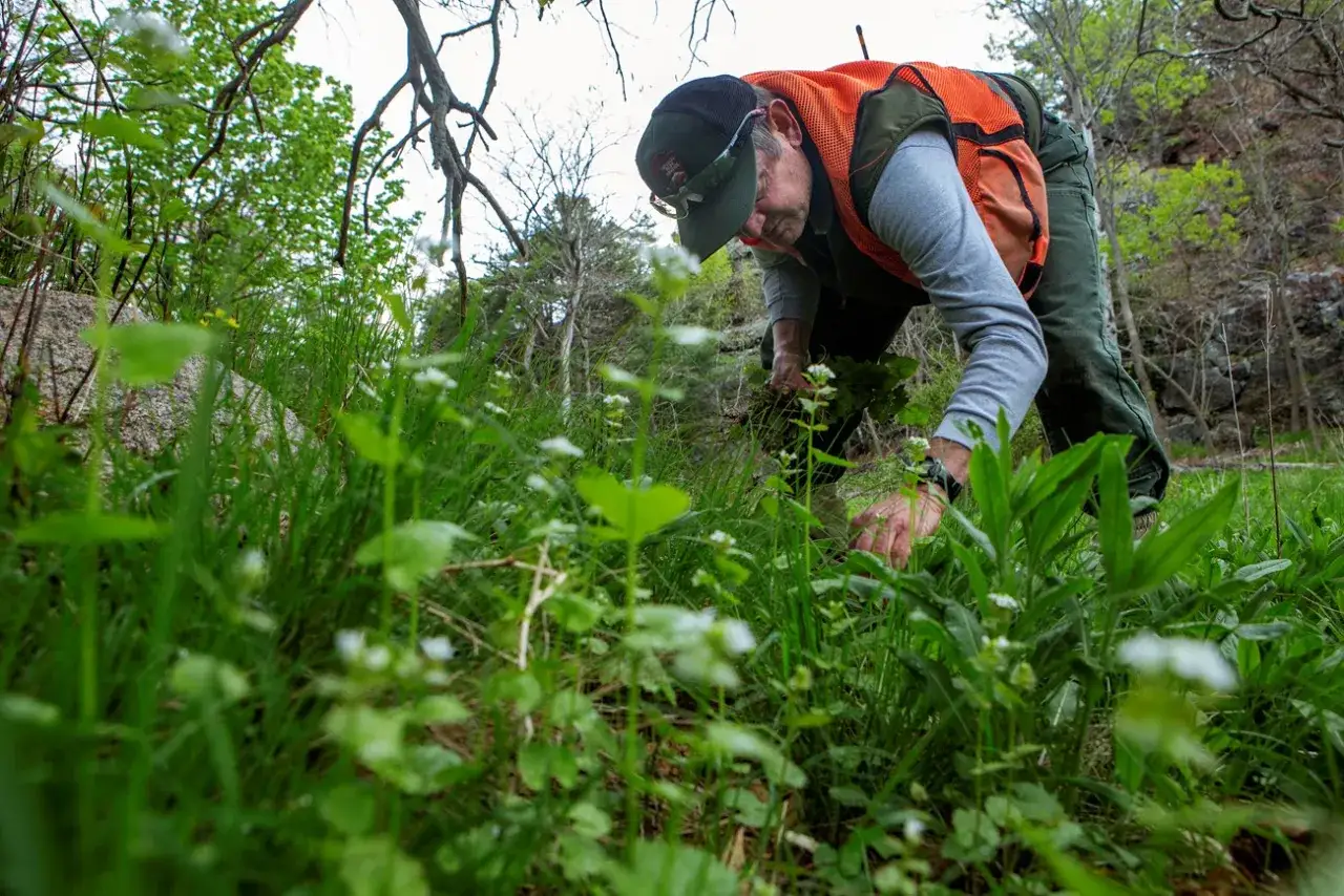 Un homme en gilet orange arrache des plantes dans l'herbe. Il lutte contre la renou&eacute;e des oiseaux, une plante invasive.