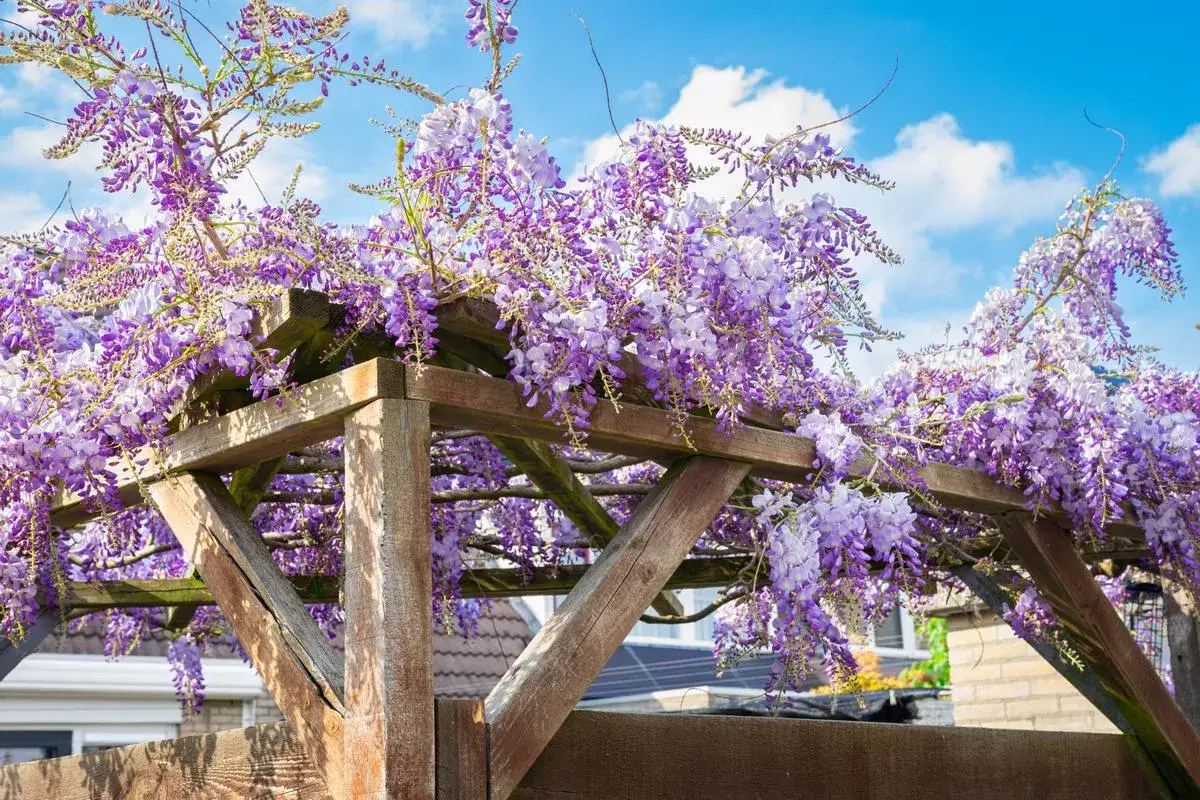 Magnifique glycine, une plante grimpante à croissance rapide, drape une pergola en bois de ses grappes de fleurs violettes sous un ciel bleu.