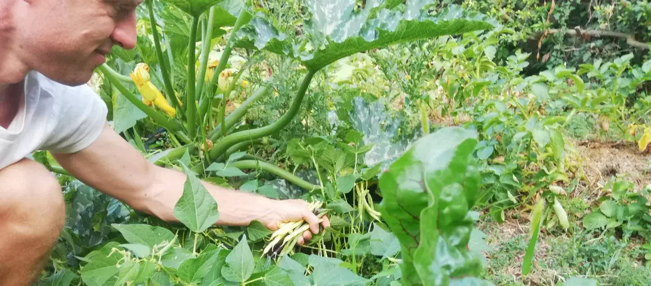 Un jardinier récolte des haricots verts et jaunes, profitant de la générosité de la nature.
