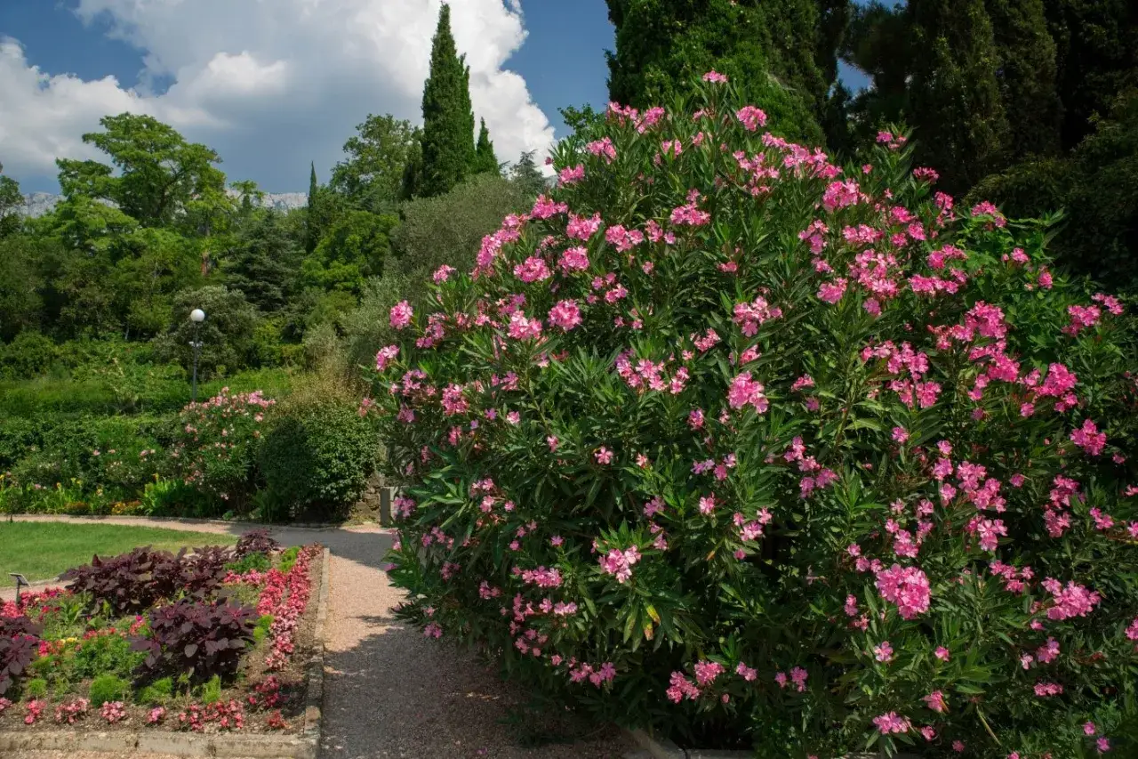 Un grand laurier rose en pleine floraison, idéal pour savoir quand tailler les lauriers. Un chemin de gravier serpente à travers un jardin luxuriant.