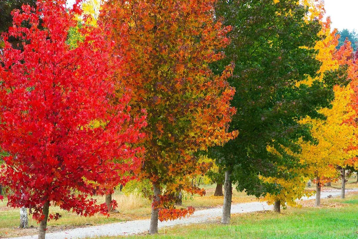 Arbres aux couleurs d'automne éclatantes, du rouge vif au jaune doré. Le liquidambar, malgré sa beauté, peut être un inconvénient avec ses fruits épineux.