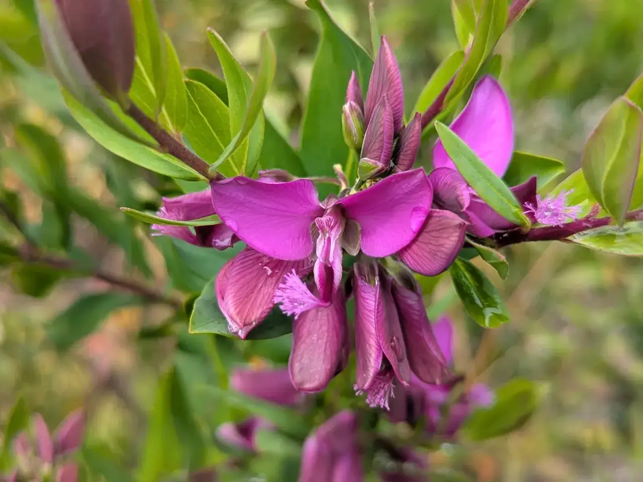 Fleurs violettes de Polygala myrtifolia, une plante facile d'entretien.