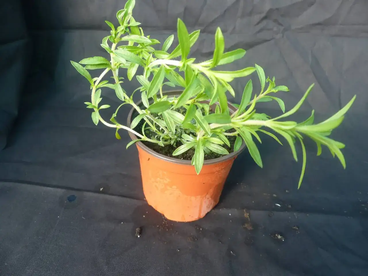 Jeune plant de sarriette en pot, ses tiges fines et ses feuilles vertes pointent vers le ciel, prêt à parfumer vos plats.