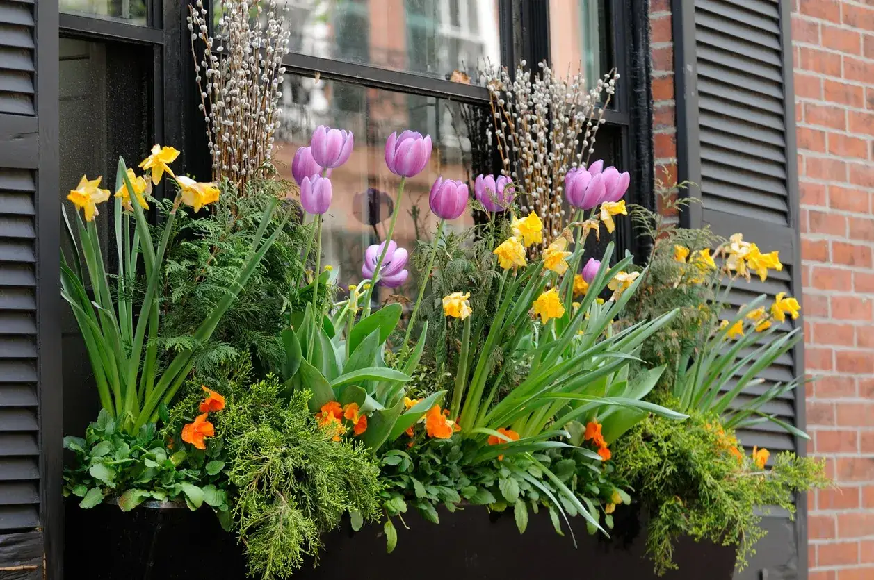 Jardini&egrave;re ext&eacute;rieure printani&egrave;re : tulipes violettes, jonquilles jaunes et petites fleurs orange. Une belle id&eacute;e composition pour &eacute;gayer une fen&ecirc;tre.