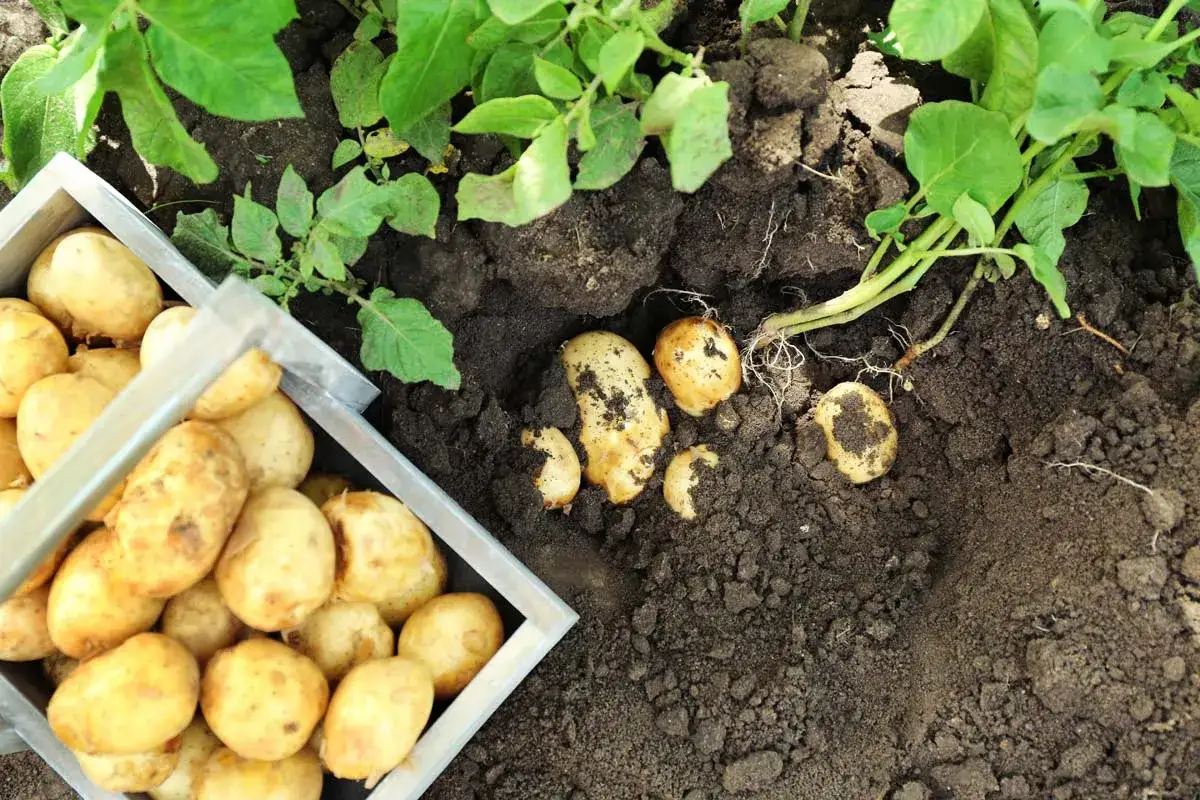Un panier rempli de pommes de terre fraîchement récoltées, prêtes pour la cuisine. Le moment idéal quand ramasser les pommes de terre.