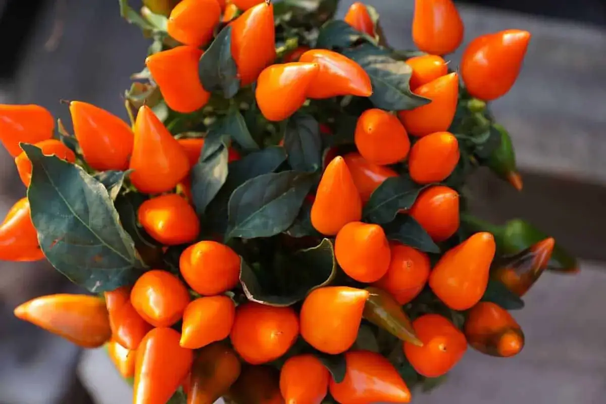 Un piment en pot, aux fruits orange vif et aux feuilles vertes fonc&eacute;es, pr&ecirc;t &agrave; ajouter du piquant &agrave; votre cuisine.