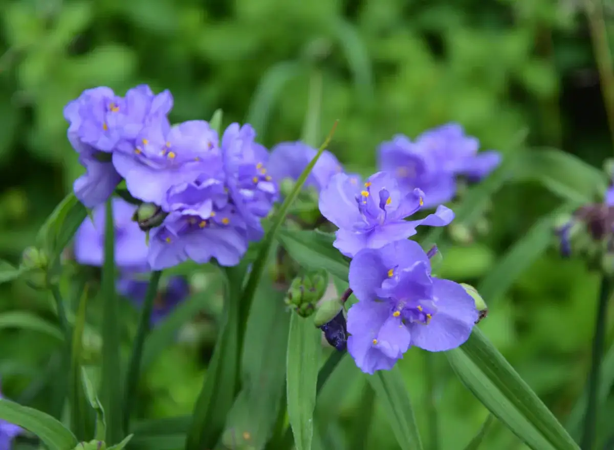 Fleurs bleues éclatantes de l'éphémère de Virginie, avec leurs étamines jaunes vives, se dressent fièrement sur un fond verdoyant.