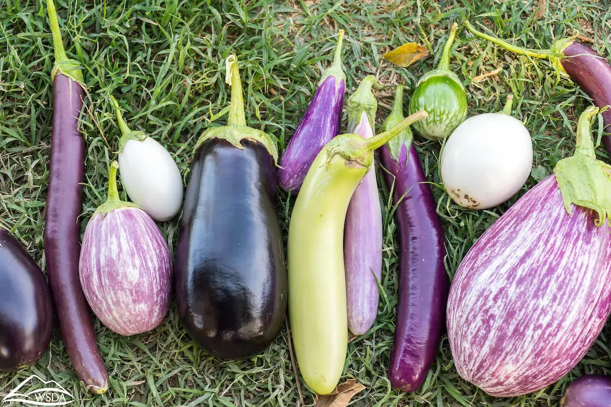 Variétés d'aubergines photos : un assortiment coloré d'aubergines longues, rondes, blanches, vertes, violettes et rayées, posées sur l'herbe.