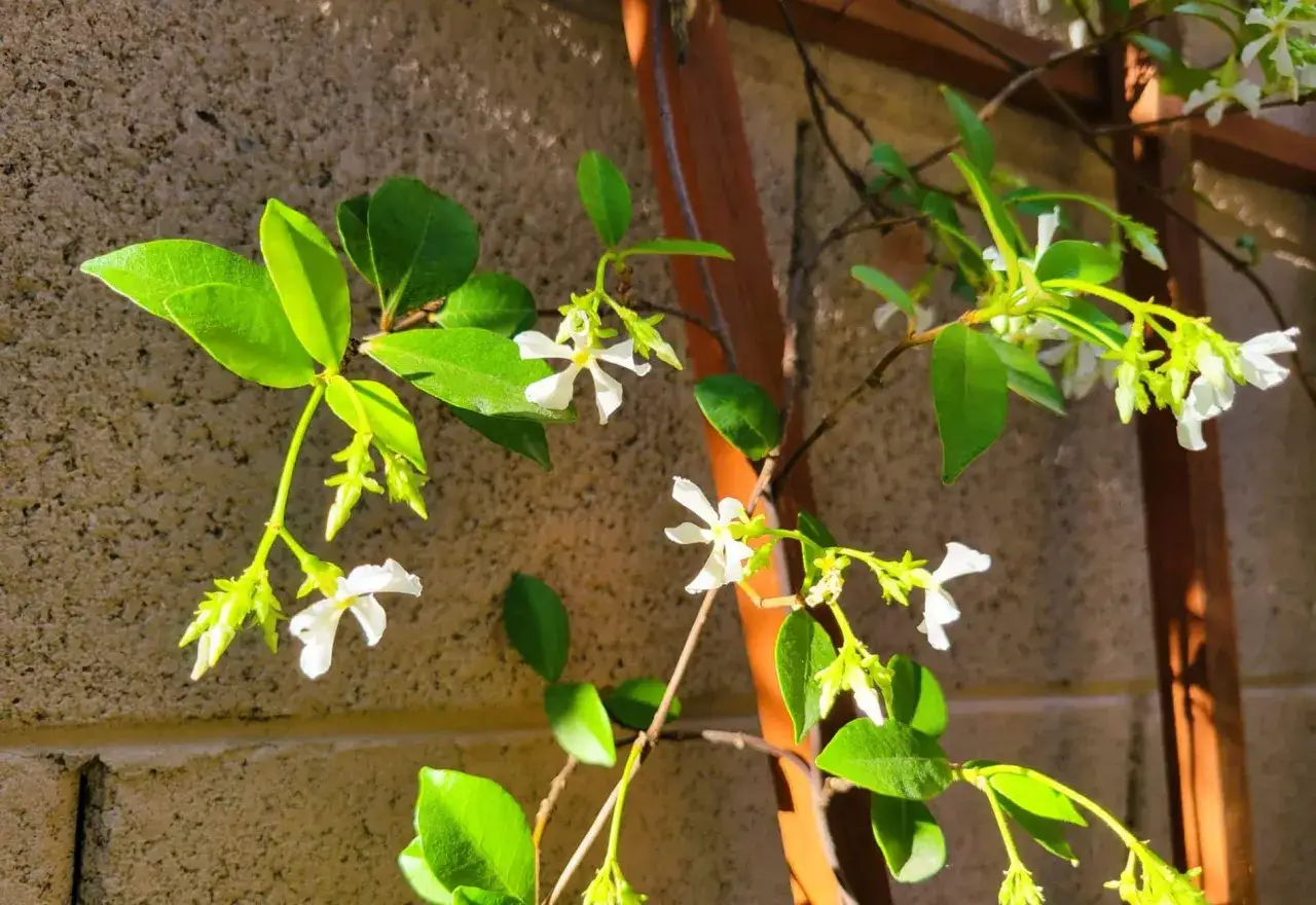 Des petites fleurs blanches éclosent sur une branche de jasmin d'hiver, grimpant sur un treillage en bois.