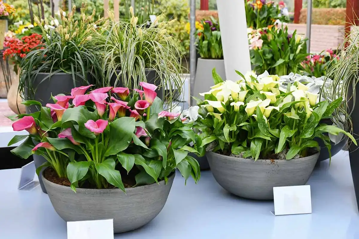 Deux pots de fleurs présentent des arums blancs et roses, entourés de verdure luxuriante.