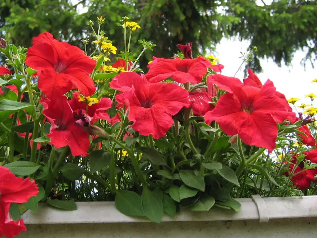 Jardini&egrave;re de p&eacute;tunias rouges &eacute;clatants, parsem&eacute;e de petites fleurs jaunes, sous un feuillage verdoyant.