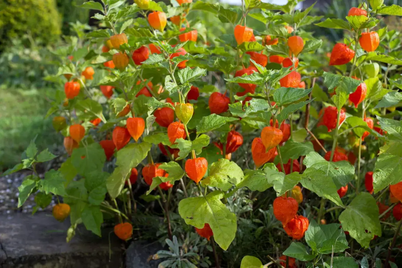 Un buisson de coqueret du Pérou, ses lanternes orange vif cachant des fruits mûrs, illumine le jardin d'une touche exotique.