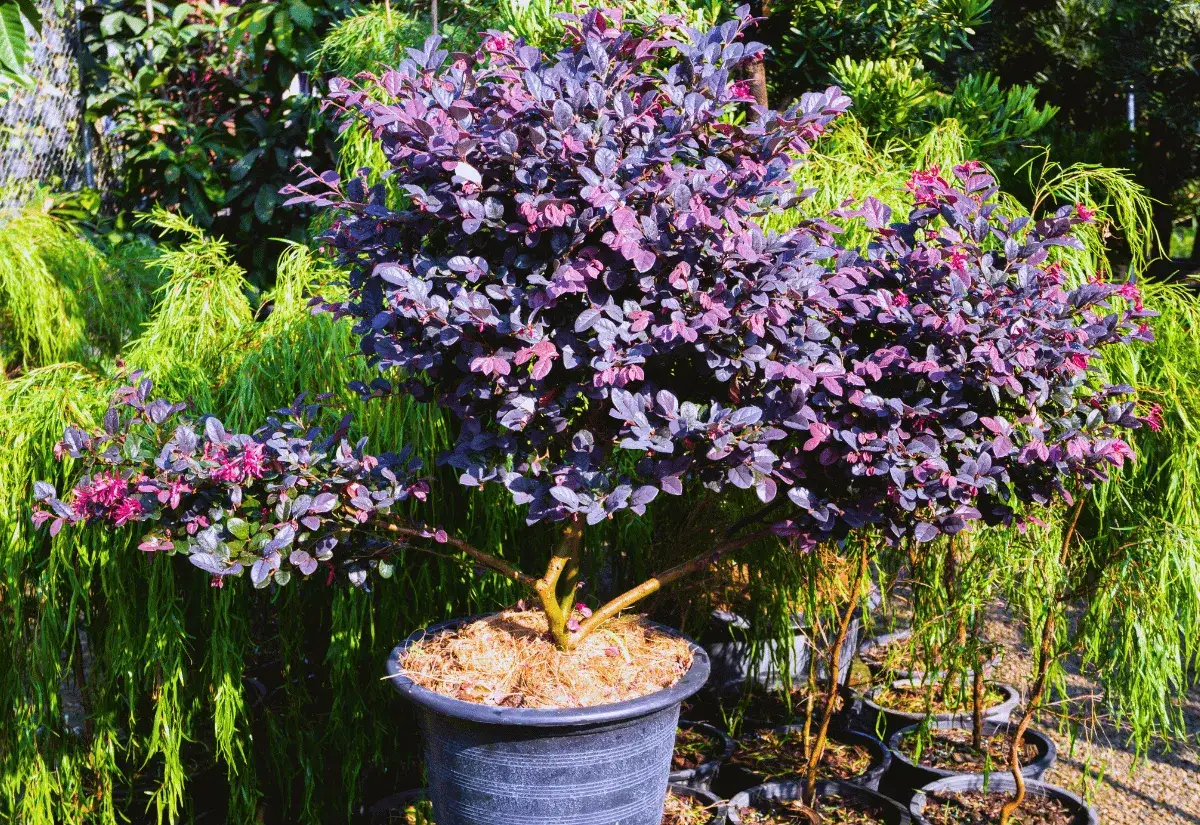 Un arbuste de Pittosporum tenuifolium aux feuilles pourpres et aux petites fleurs roses, planté dans un pot noir, se dresse devant un fond de feuillage vert luxuriant.