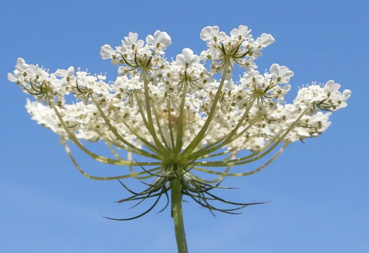 Fleur blanche délicate d'une carotte sauvage, vue de dessous contre un ciel bleu clair.