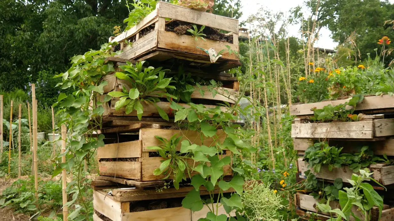 Tour de caisses en bois empilées, débordant de verdure luxuriante. Une tour à pomme de terre créative pour un jardin vertical.