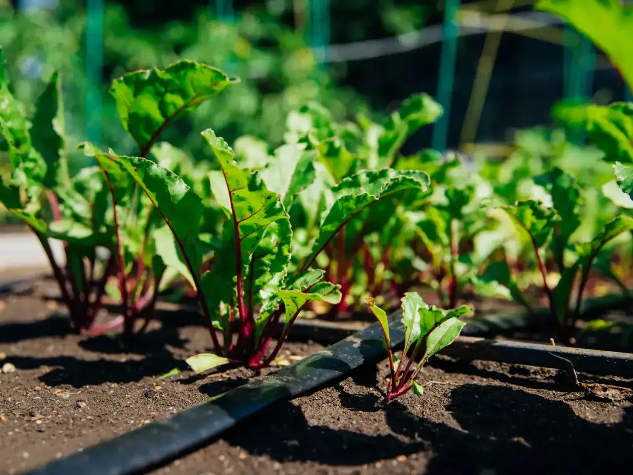 Jeunes plants de betteraves rouges dans un potager, prêts à pousser grâce à un système d'irrigation.